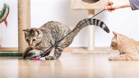 Mafic Cat Balls: A Fun and Educational Toy for Children and Cats to Play Together
